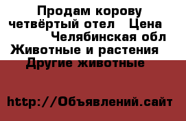 Продам корову четвёртый отел › Цена ­ 55 000 - Челябинская обл. Животные и растения » Другие животные   